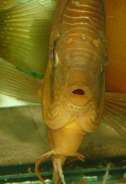 Hole in the Head Disease (HITH) in Discus & Tropical Fish.